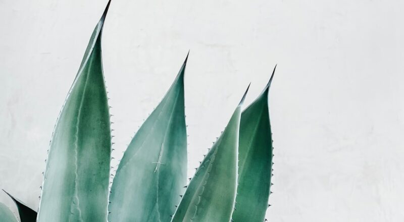 illustration of Aloe vera
