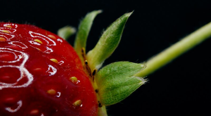 red strawberry with water droplets